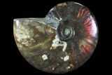 Iridescent Red Flash Ammonite - Madagascar #81385-1
